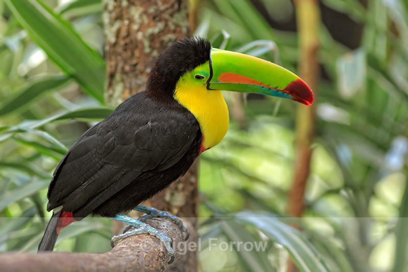 Keel-billed Toucan, Costa Rica - Keel-billed Toucan