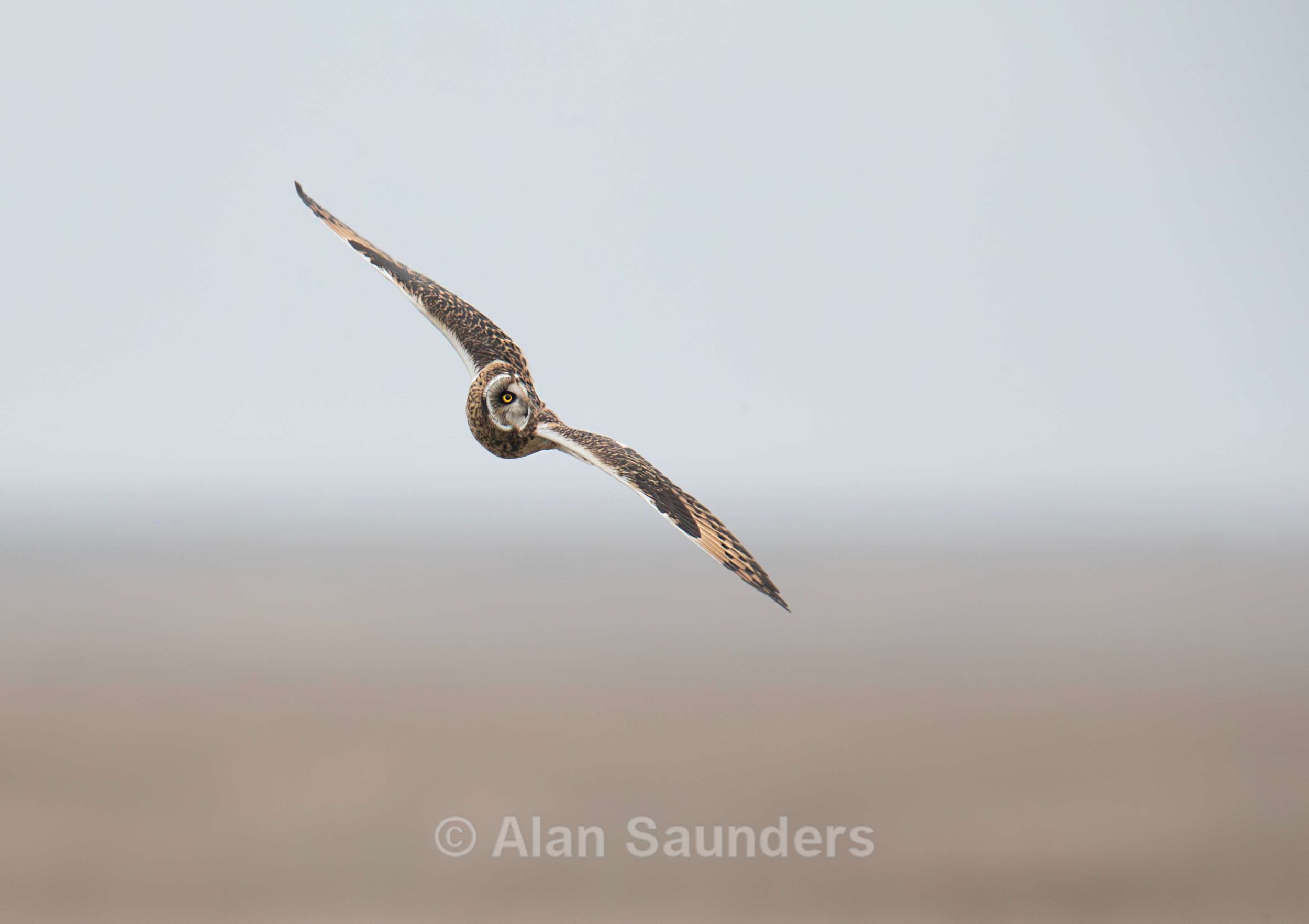 Short Eared Owl