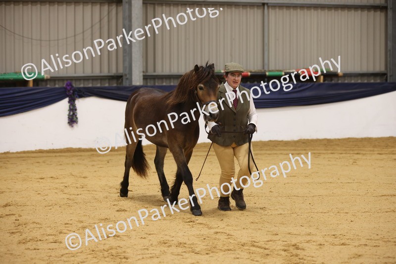 20260913-1057 - Class 109 - Bred On Exmoor In Hand