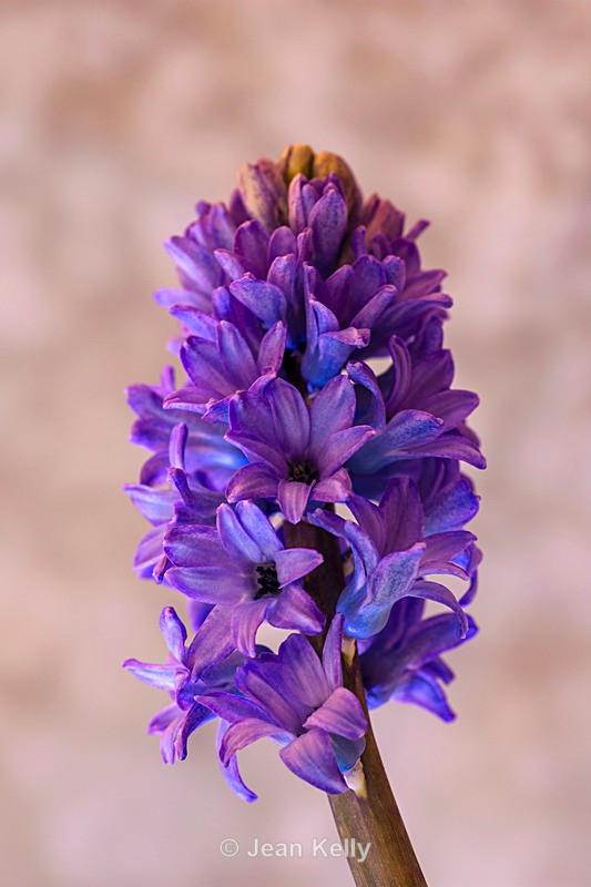Hyacinth - DSC_2924 - Blue