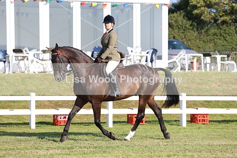 3E7A5363 - Class 2: Rising Star Large Hack/Riding Horse