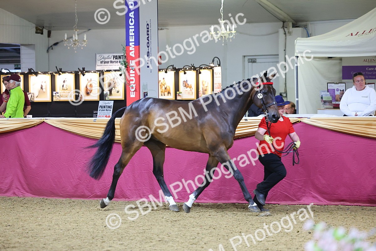 SBM_19148 - Class I Competition/ Riding Club Champ
