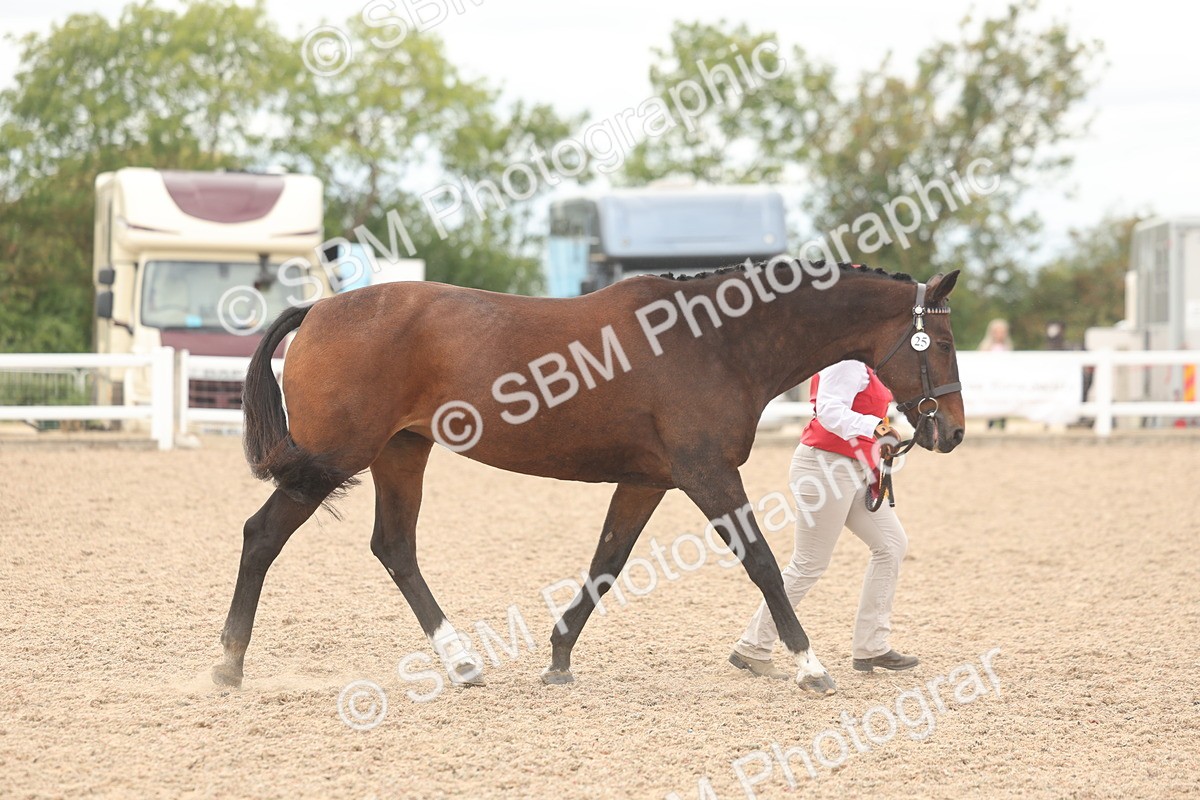SBM_17034 - Class 312 - IH Competition Horse-Pony