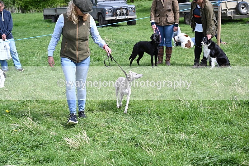 WJ6_9077 - Class 8 Best Working / Gun Dog or Bitch