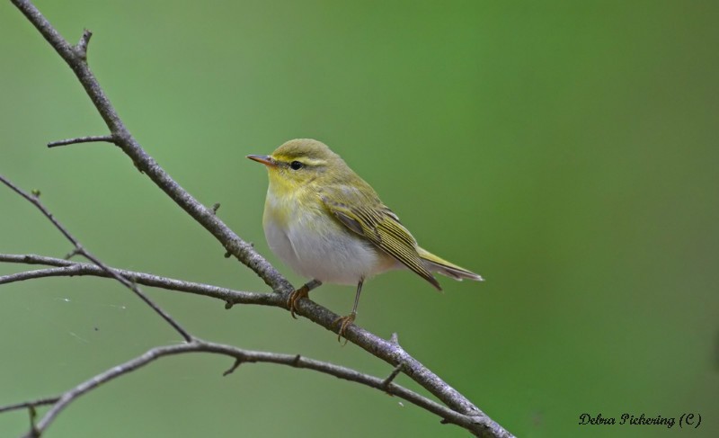 Wood Warbler - Birds