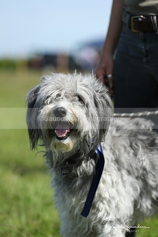 SPXX0578 - Dog show