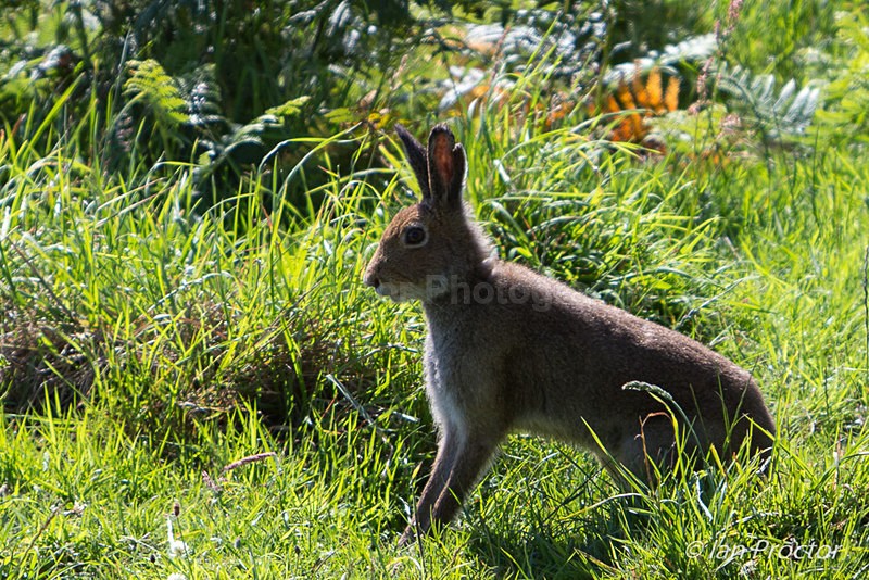 Hare, Rathlin Island, N.Ireland. - Nature