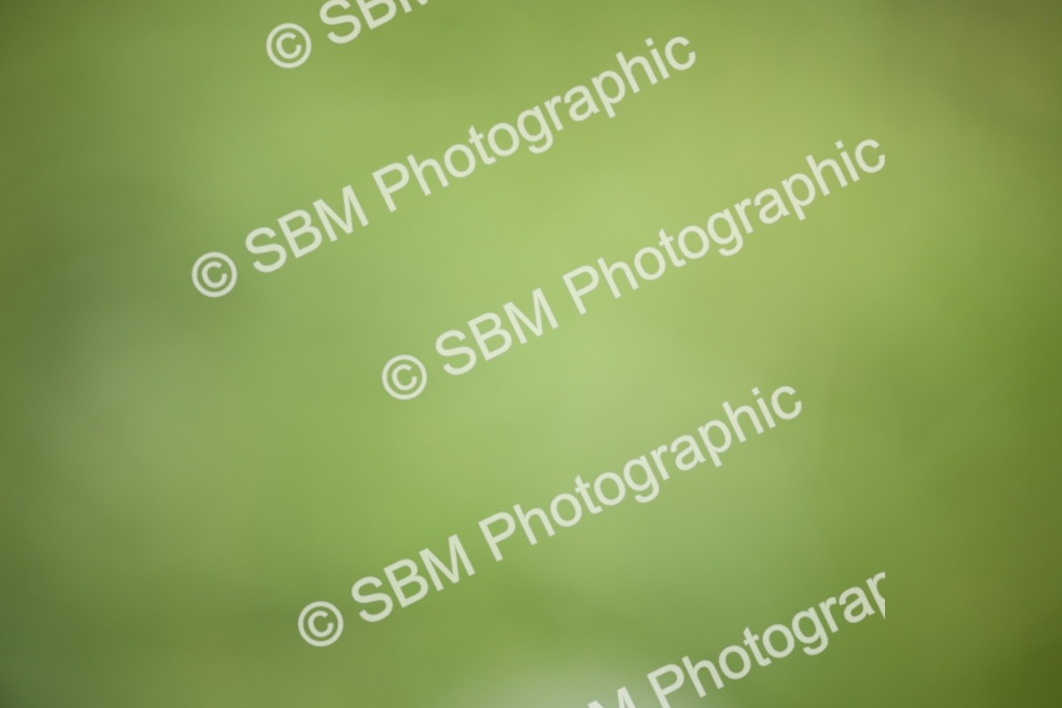 SBM_50103 - S26 - Young Veteran - Ridden