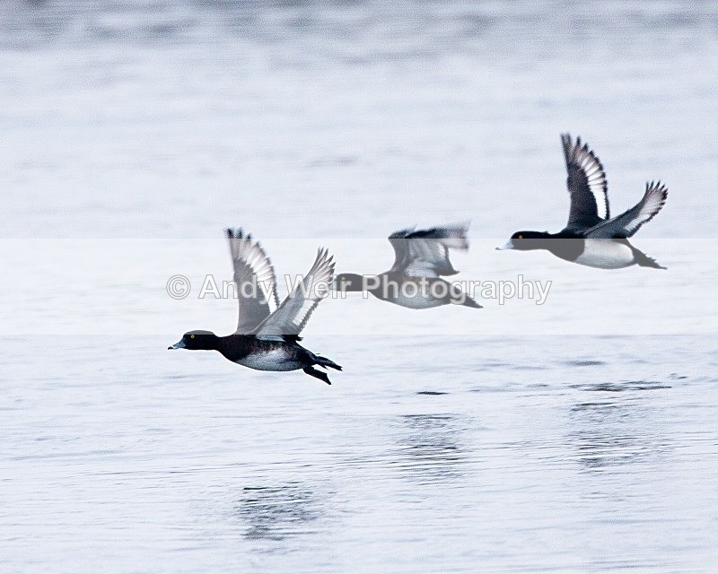 20090214-025 - Tufted Duck