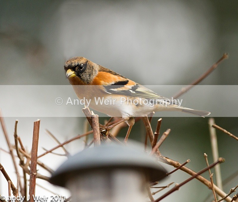 Brambling-37 - Brambling