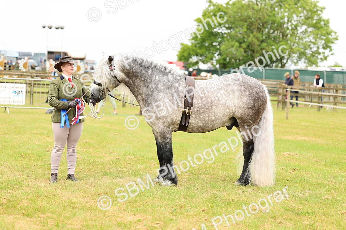 SBM_00653 - Class 58-67 - M&M Non Welsh Pony In hand
