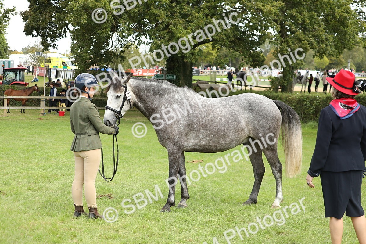 SBM_65480 - S47 - Mountain & Moorland In Hand Large Breeds