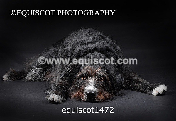equiscot1472 - RUSSO