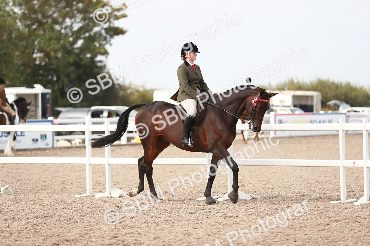 SBM_17431 - Class 215 Ridden Hack/ Riding Horse