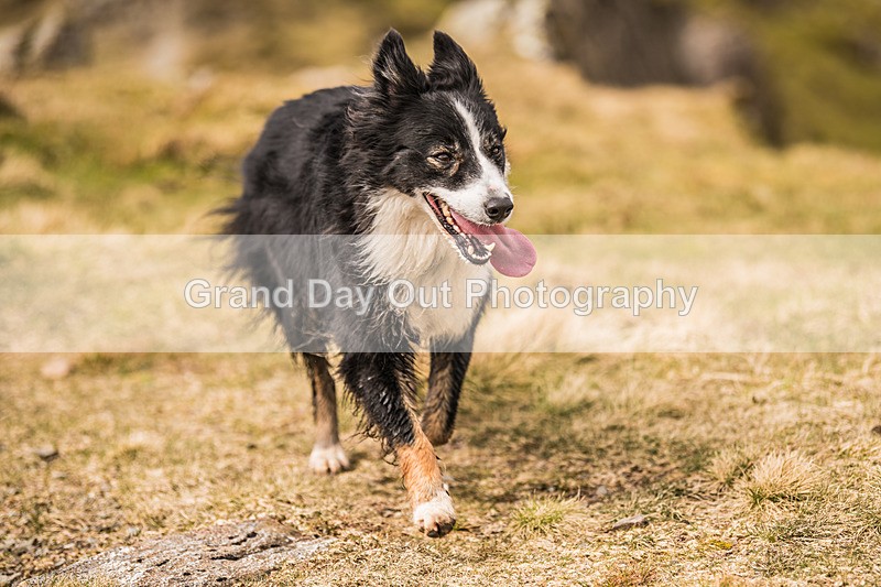 Newlands  TWA-283 - Newlands Memorial & Teenager With Altitude Fell Races Saturday 20th April 2024