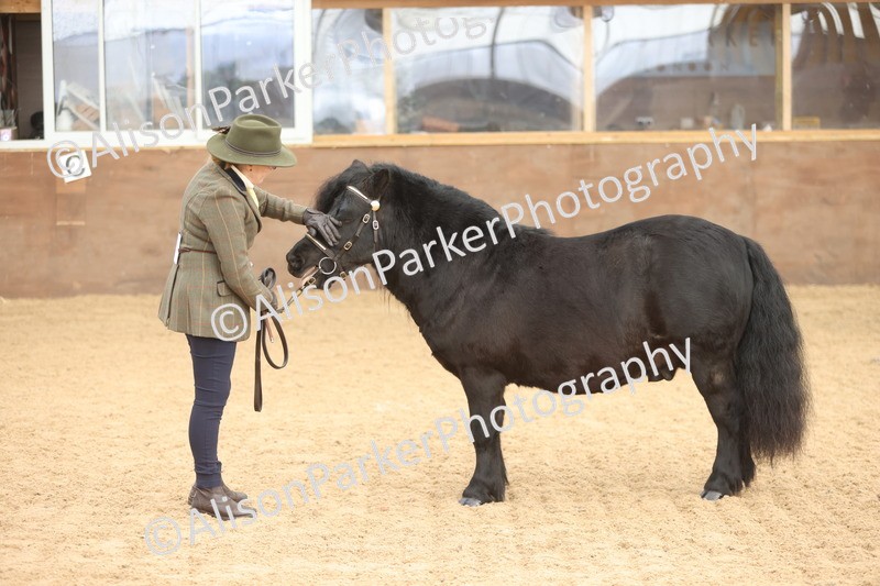 20251109-0072 - Class 4 - Stallions 4 Years and over