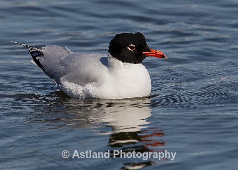 Astland Photography, Bird and Wildlife Images, Susan and Peter Wilson, U.K.