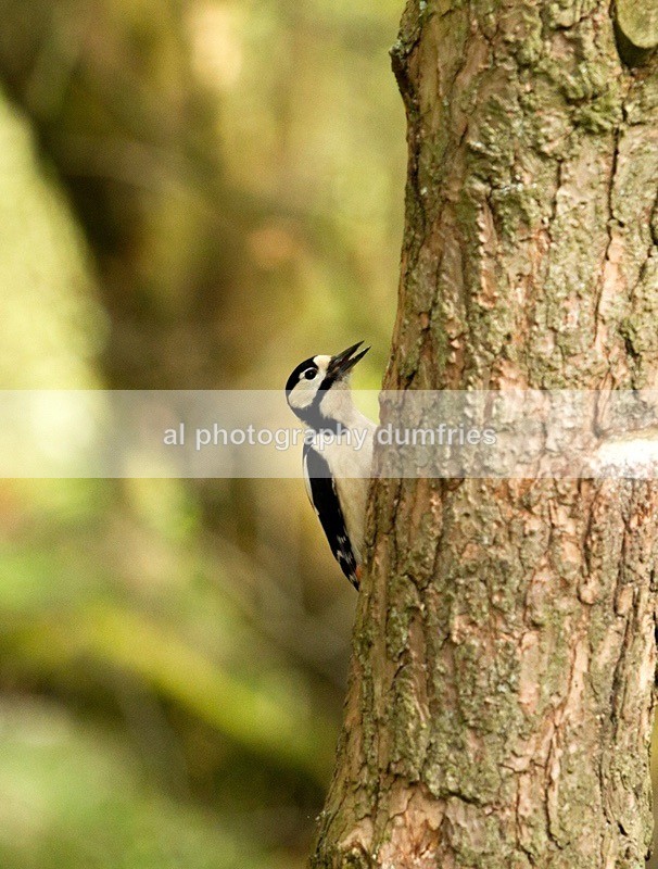  - Eskrigg Nature Reserve Lockerbie