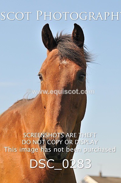 DSC_0283 - ARCHIVE REQUEST - Quincy and Guinness