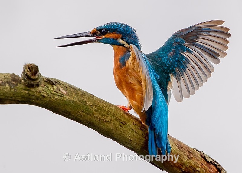 Astland Photography, Bird and Wildlife Images, Susan and Peter Wilson, U.K.