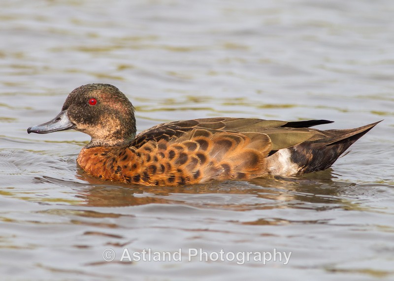 Astland Photography, Bird and Wildlife Images, Susan and Peter Wilson, U.K.
