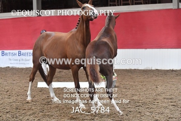 JAC_5784 - 11 Pandora of Westoak