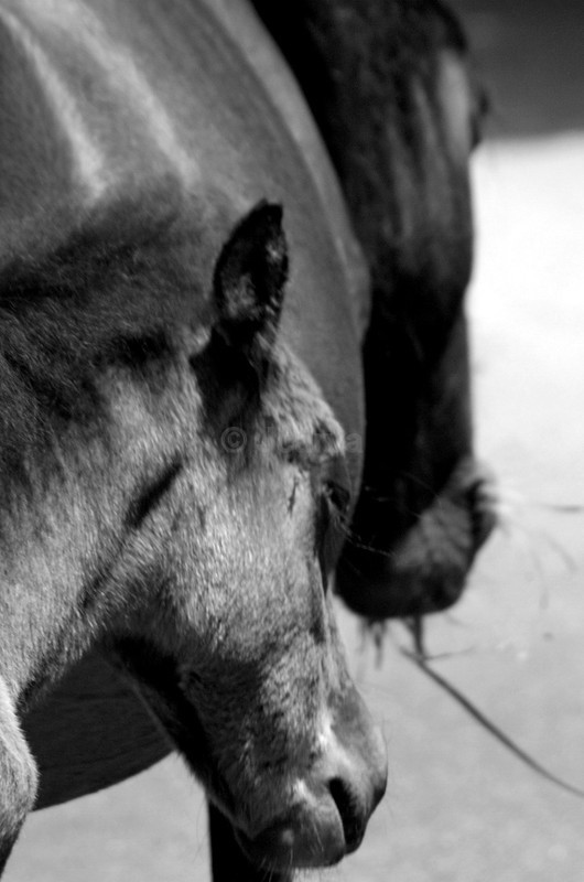Mother & Child - B&W01