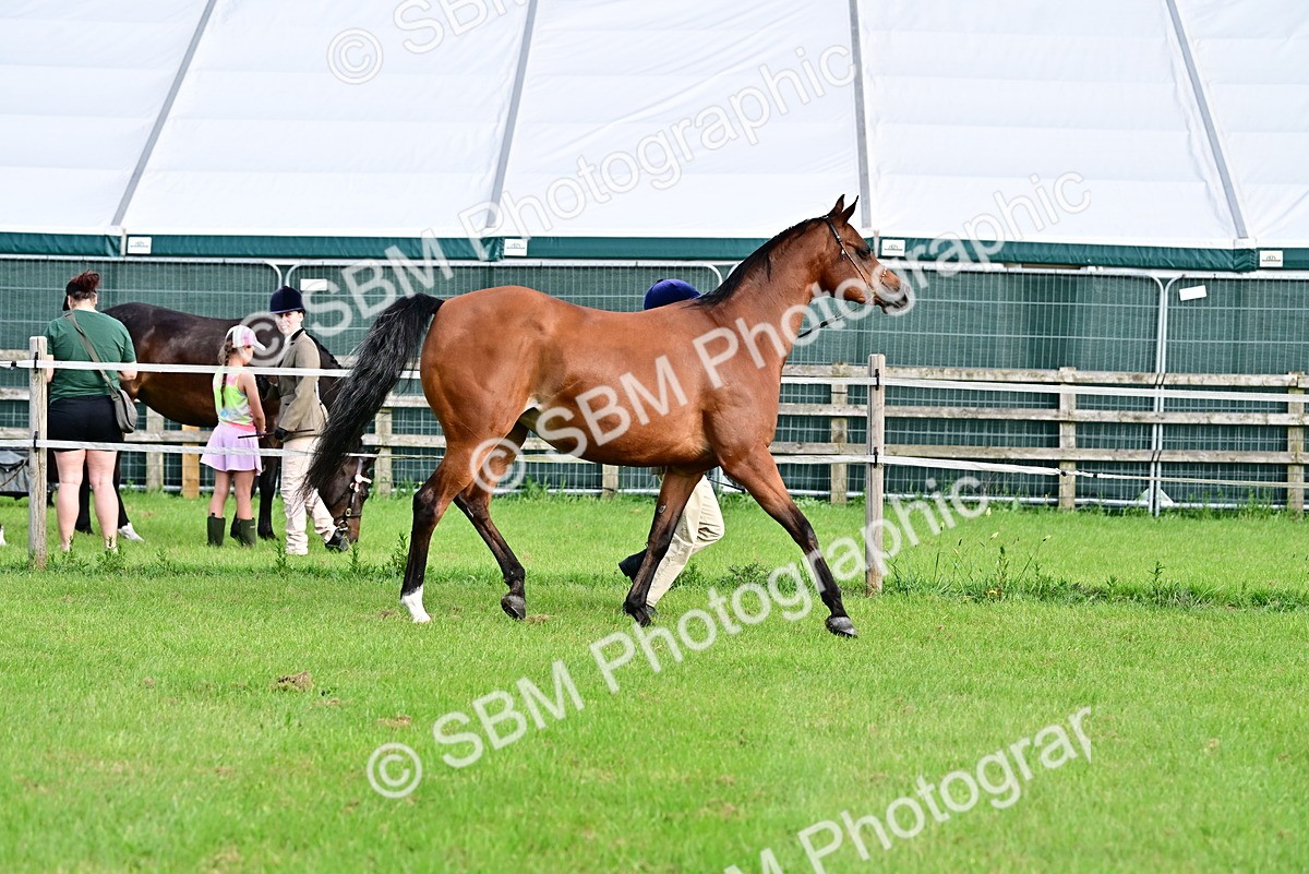 SBM_00018 - Class 46-49 - Arab and Part Bed-Anglo Arab In Hand