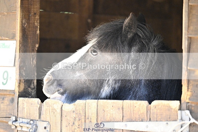 240728B-093603-00068 - Sunday Stable Shots and Fancy Dress