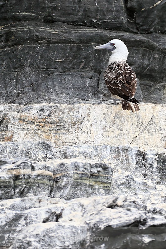 Peruvian Booby on guano-covered ledge, Chanaral Island, Chile - Peruvian Booby