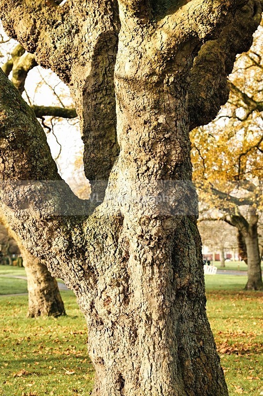 Tree - Plants and Trees