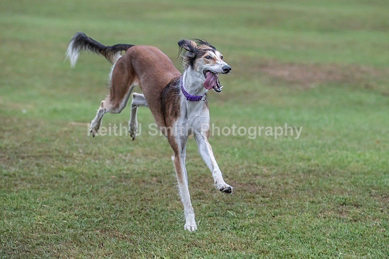 0KJS3746 - Dogs in Abington Park