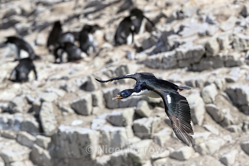 Imperial Shag flying past Rockhoppers, Cape Bougainville, Falklands - Imperial Shag