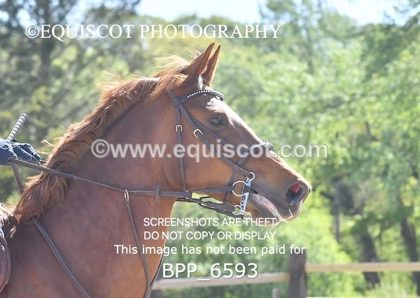 BPP_6593 - CLASS 36 MON Scottish Spring Final 1.10m