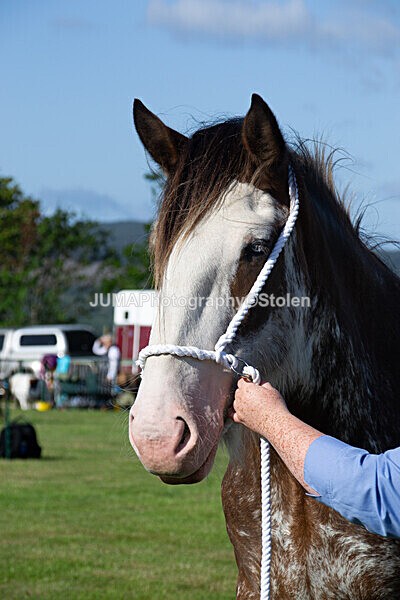 DSC_0066 - Ring 1