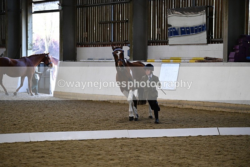 WJ5_4214 - Class 6 In hand M&M - Large Breeds