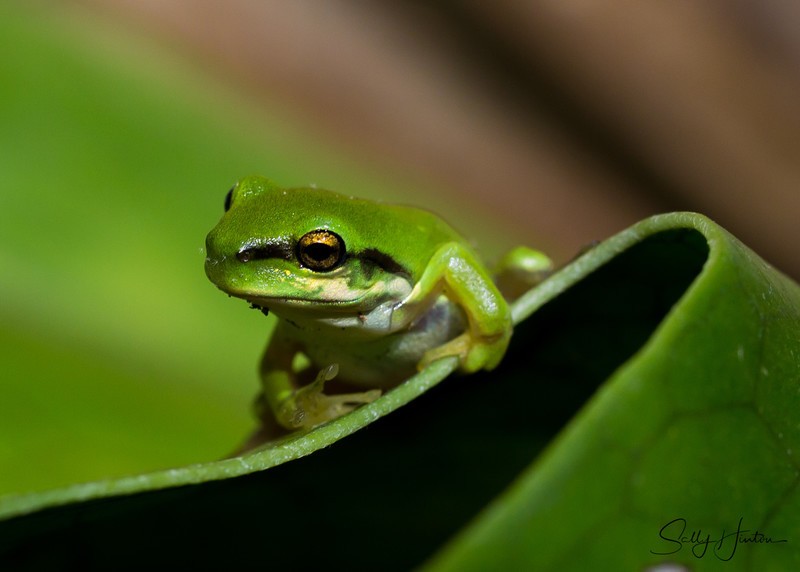 Frog on Leaf 4