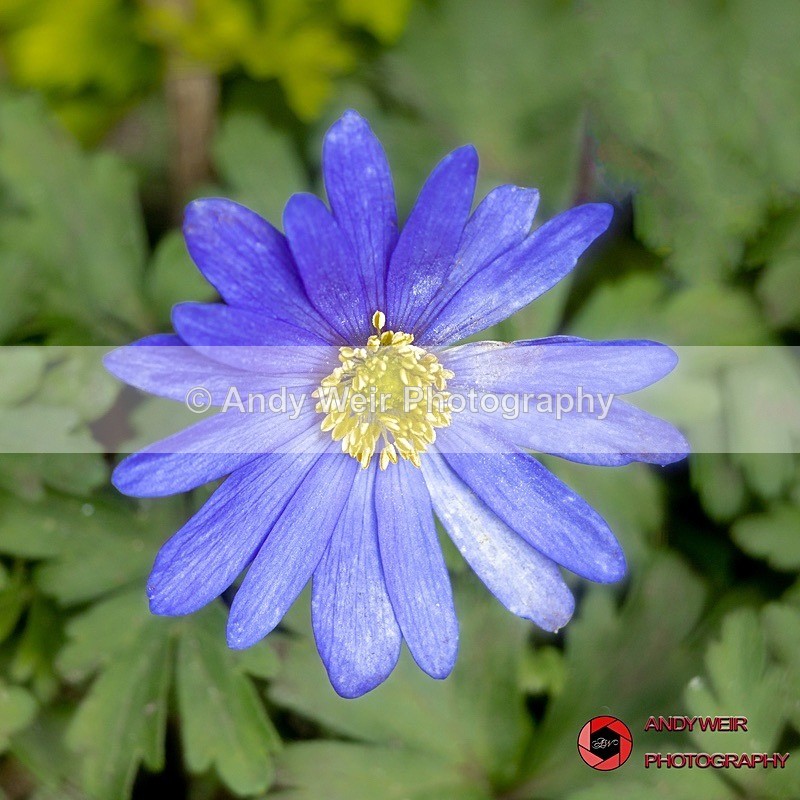 190327-untitled-1L4A0536-Edit - Plants & Flowers