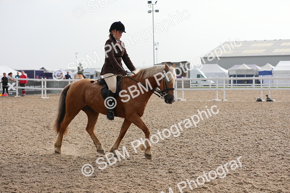 SBM_10086 - Class 302 Ridden M&M -Large Breeds