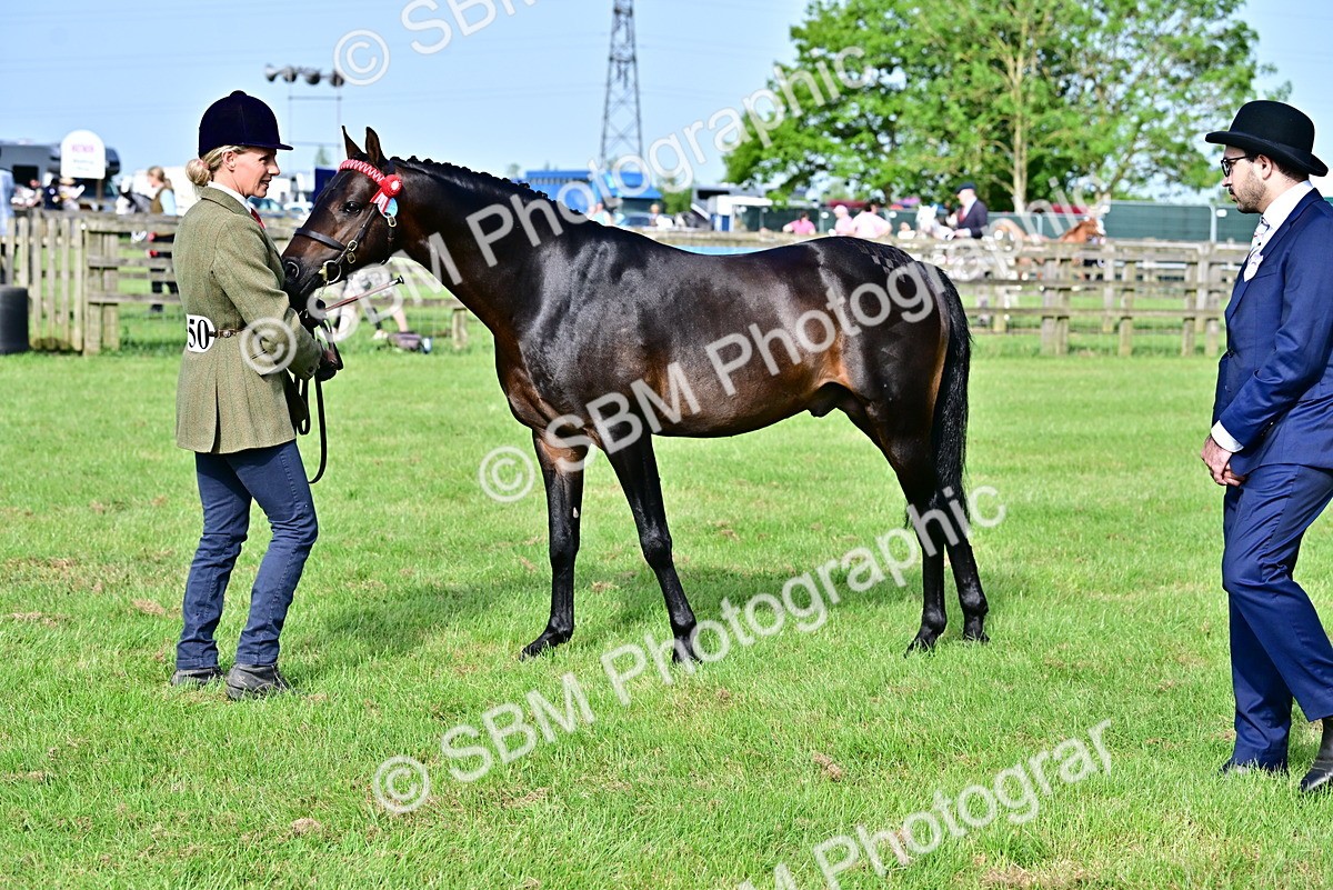 SBM_00947 - Class 46-49 - Arab and Part Bed-Anglo Arab In Hand