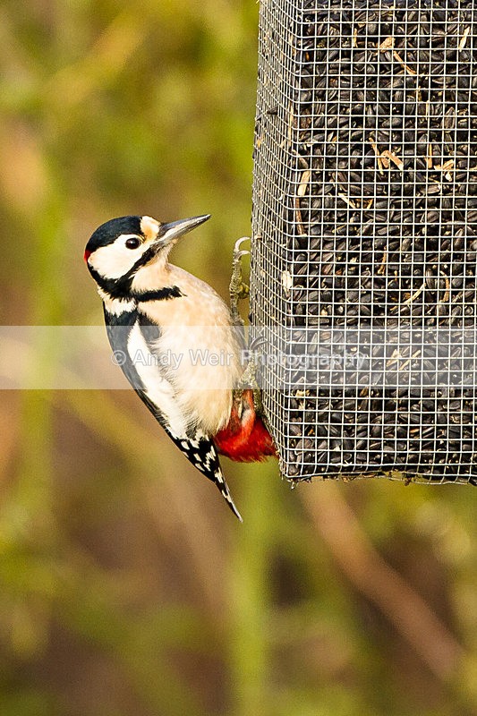20130113-_MG_2054 - Woodpecker
