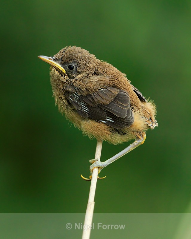 Reed Warbler nestling at Otmoor RSPB reserve - Reed Warbler