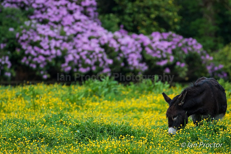 Donkey in the Meadow - Nature