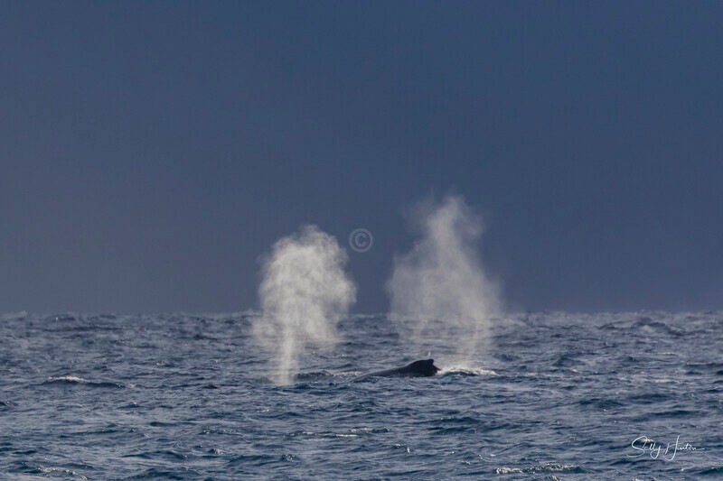 0A3A2856. Blows against a coming storm - 2026 Whales