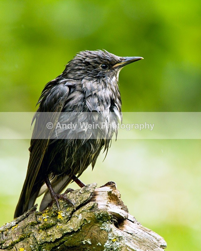 20100531_004 - Starlings