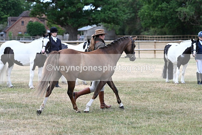 WJ7_1533 - Class 4 Prettiest Mare up to 14.2hh in hand