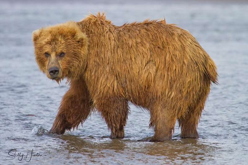 Young Bear