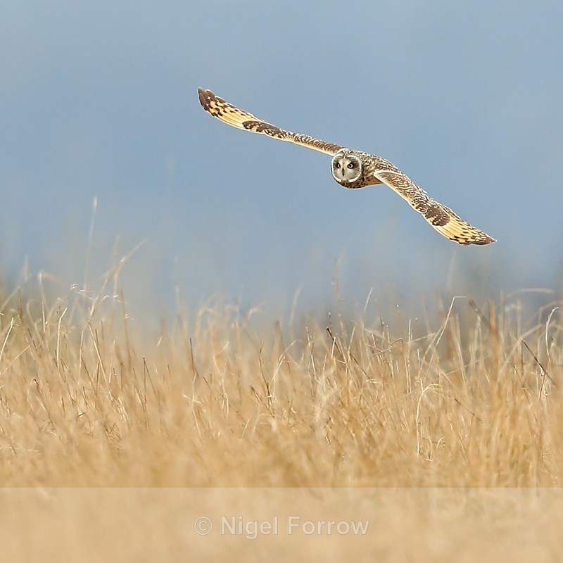 Short-eared Owl at Hawling, Gloucestershire - Short-eared Owl