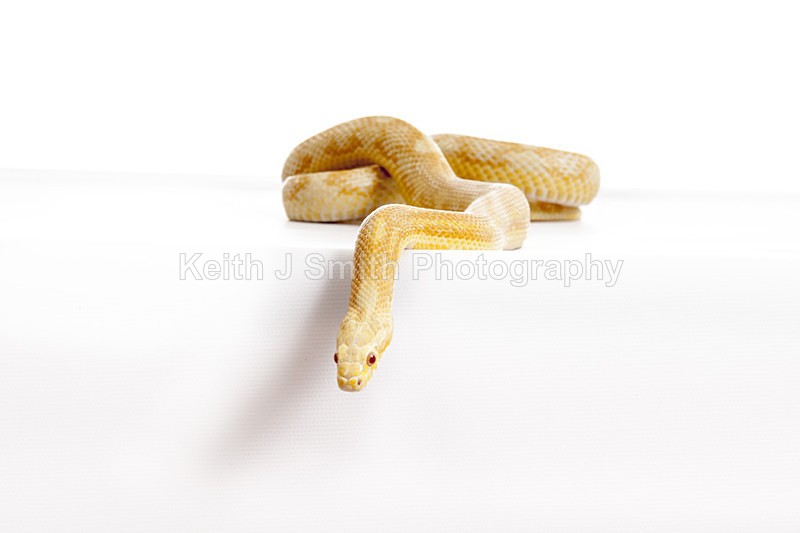 2SKJ8941 - Roaming Reptile Show. II