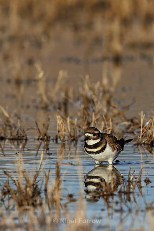 Killdeer standing still, New Mexico - Killdeer